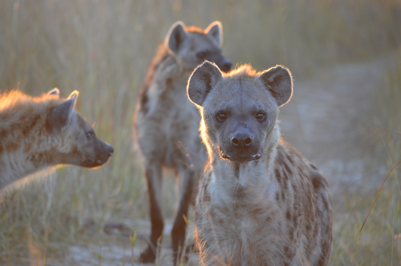 [21362] 2016_06_29_07_56_51_Africa_NIKON_D5100_IMG__05101.jpg