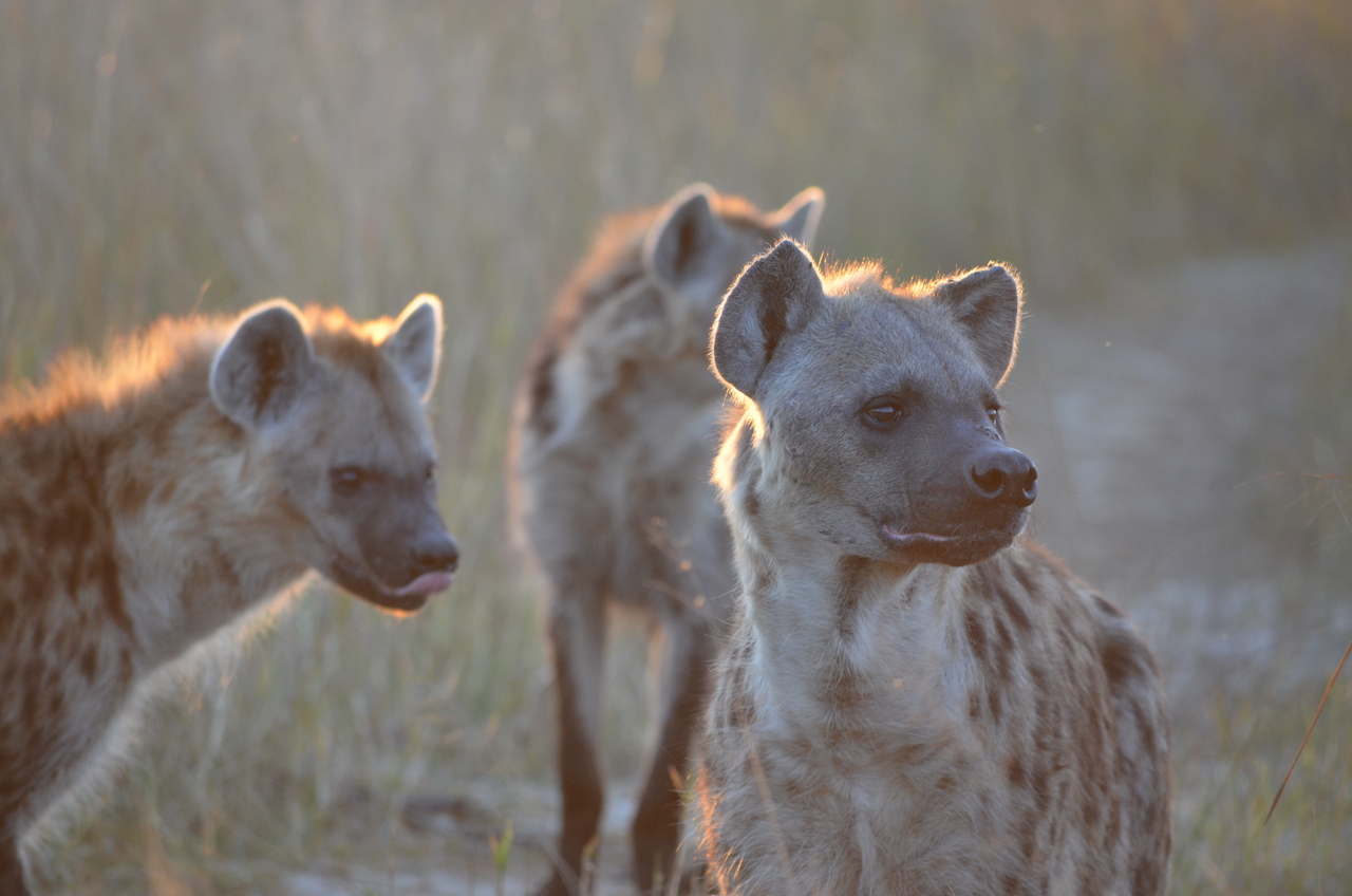 [21363] 2016_06_29_07_56_52_Africa_NIKON_D5100_IMG__00480.jpg