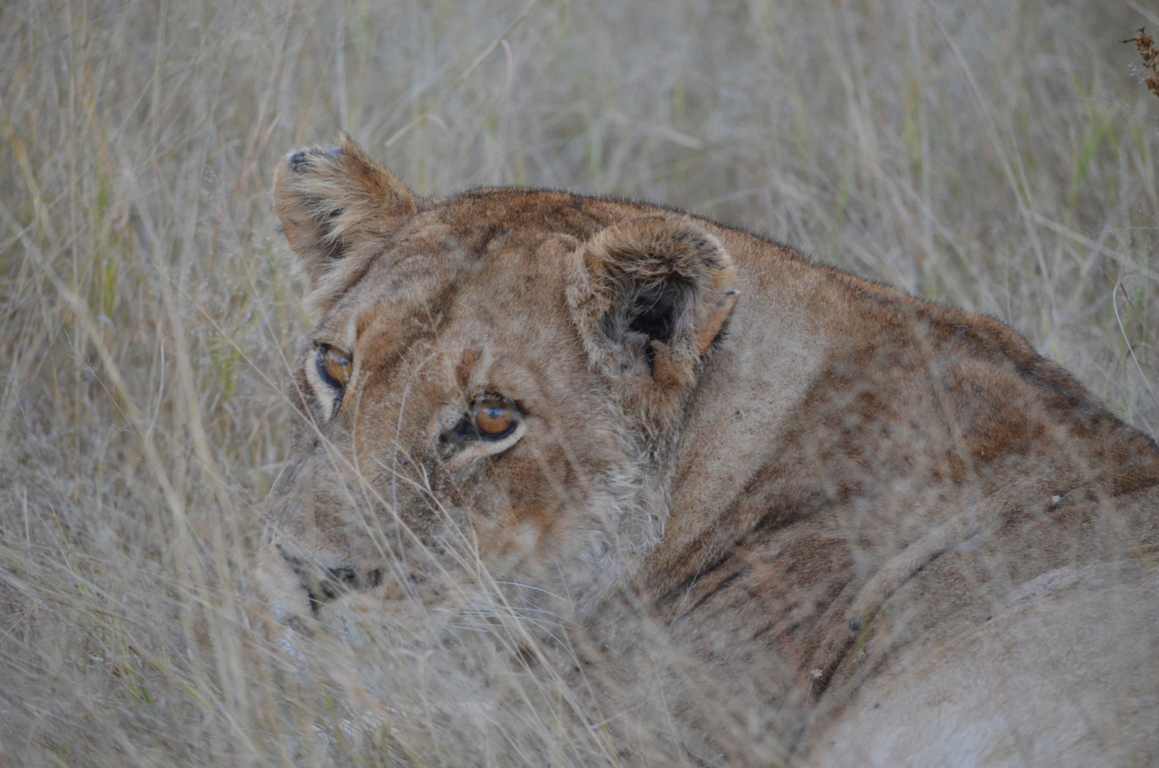 [21390] 2016_06_29_08_07_10_Africa_NIKON_D5100_IMG__05112.jpg