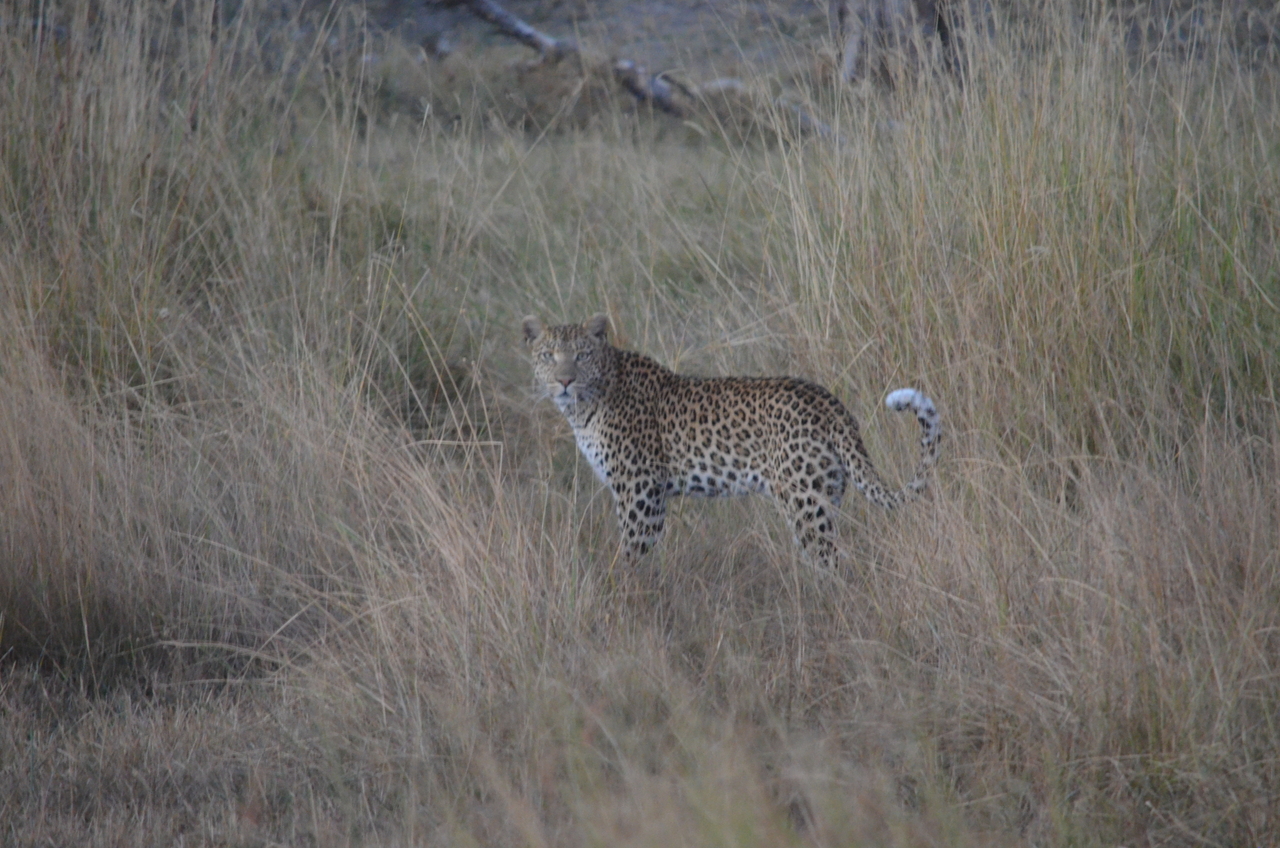 [21401] 2016_06_29_08_18_45_Africa_NIKON_D5100_IMG__00496.jpg