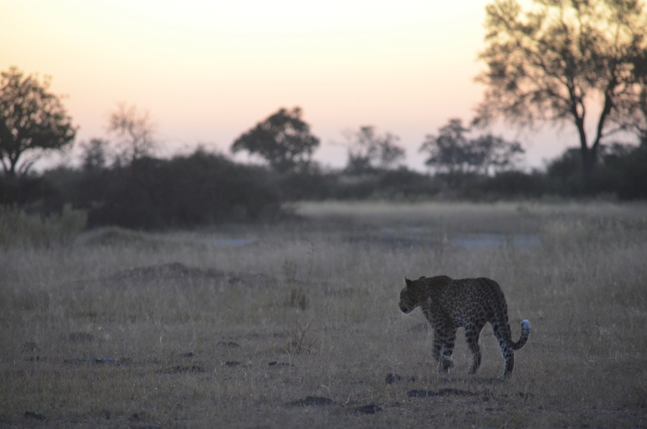 [21414] 2016_06_29_08_25_00_Africa_NIKON_D5100_IMG__05124.jpg