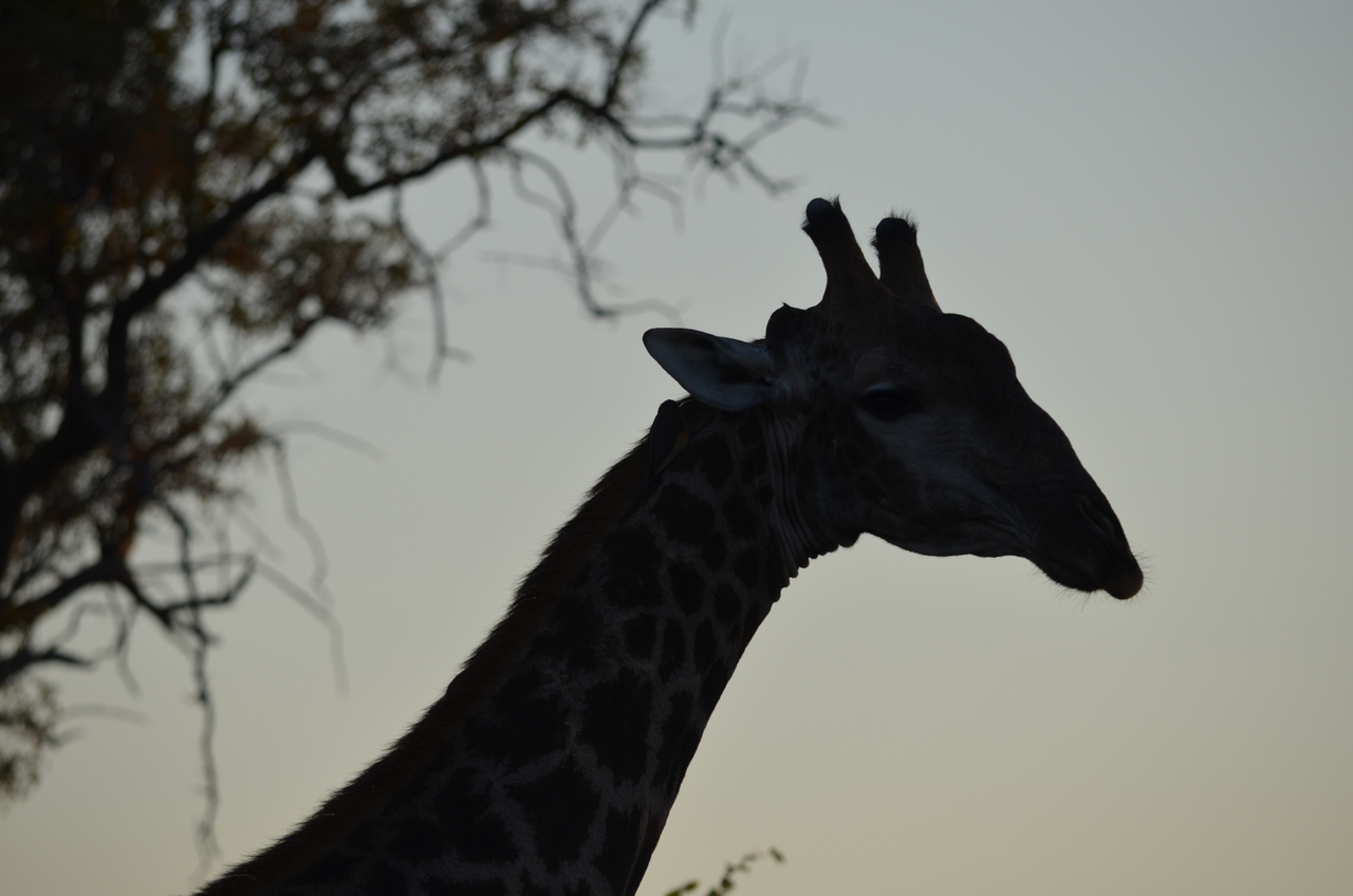 [22274] 2016_06_29_21_31_39_Africa_NIKON_D5100_IMG__00509.jpg