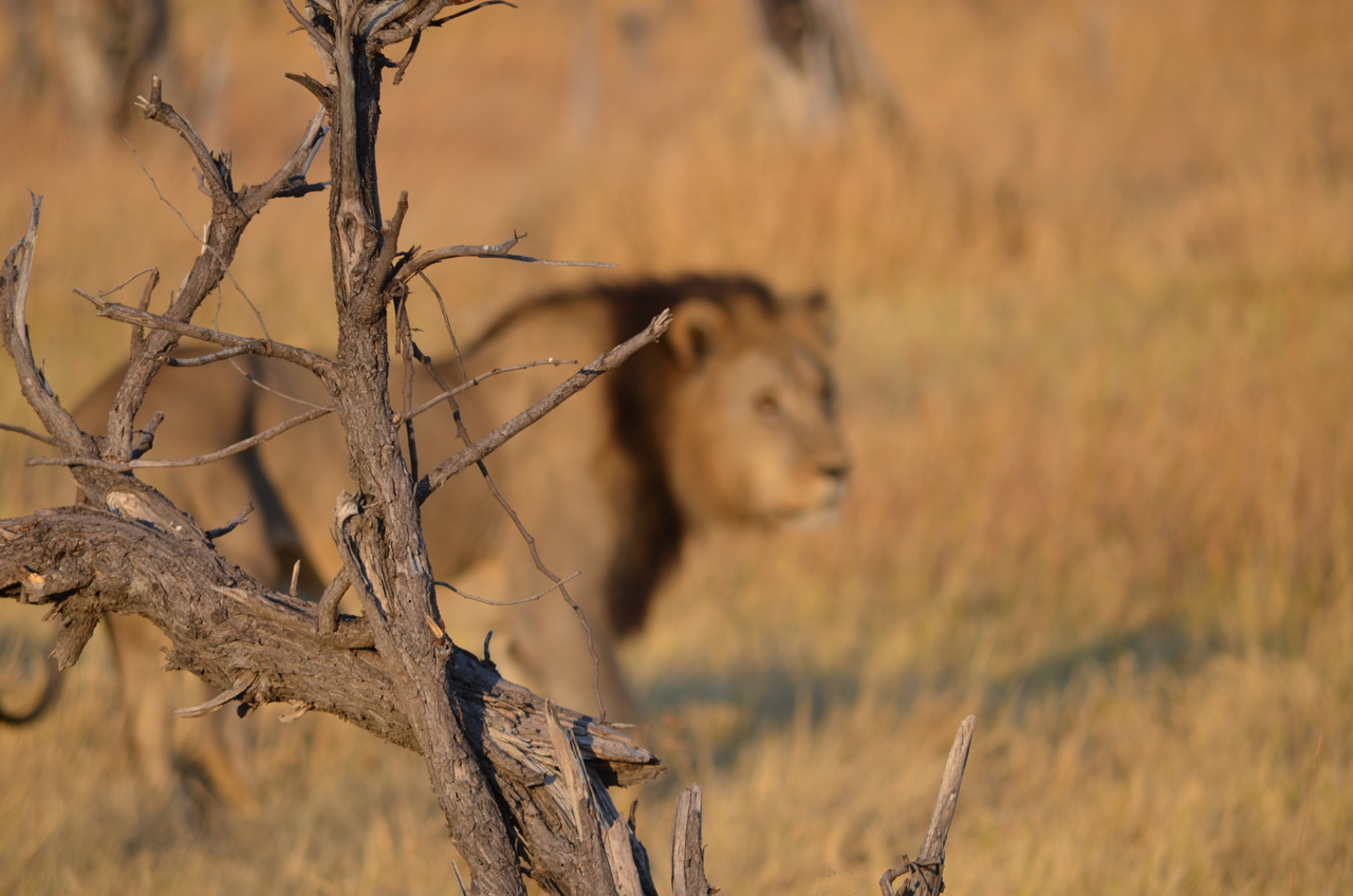 [22294] 2016_06_29_21_51_46_Africa_NIKON_D5100_IMG__00519.jpg