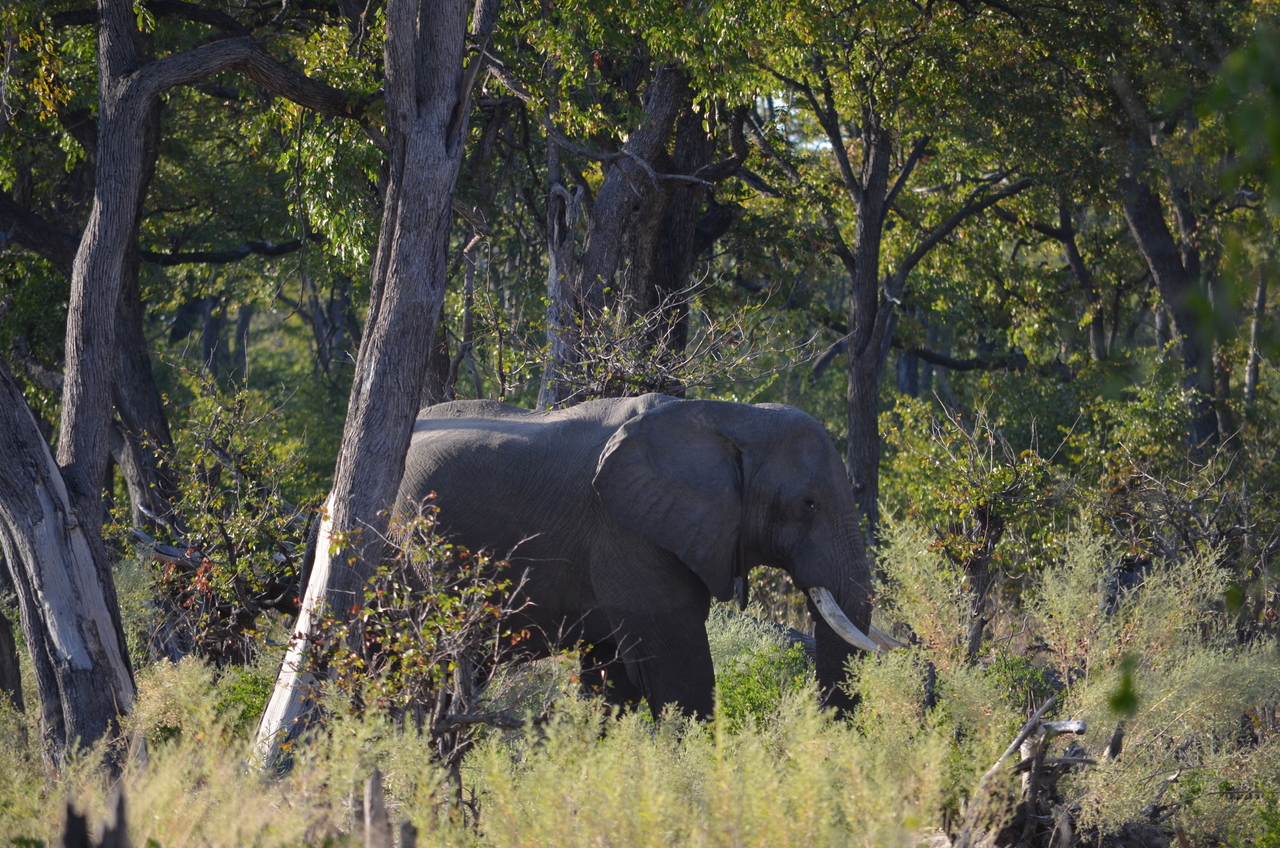 [22304] 2016_06_29_22_20_51_Africa_NIKON_D5100_IMG__00524.jpg
