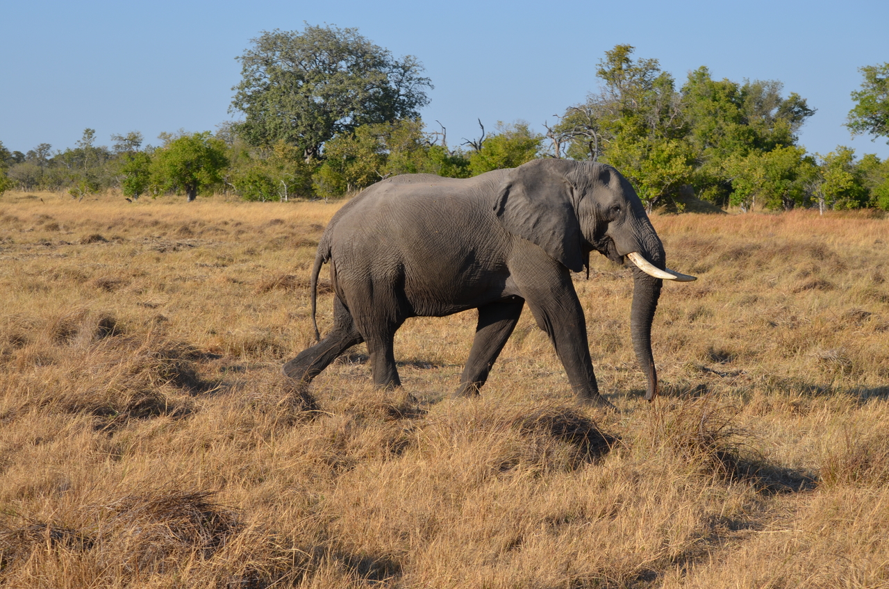 [22318] 2016_06_29_22_39_24_Africa_NIKON_D5100_IMG__00531.jpg