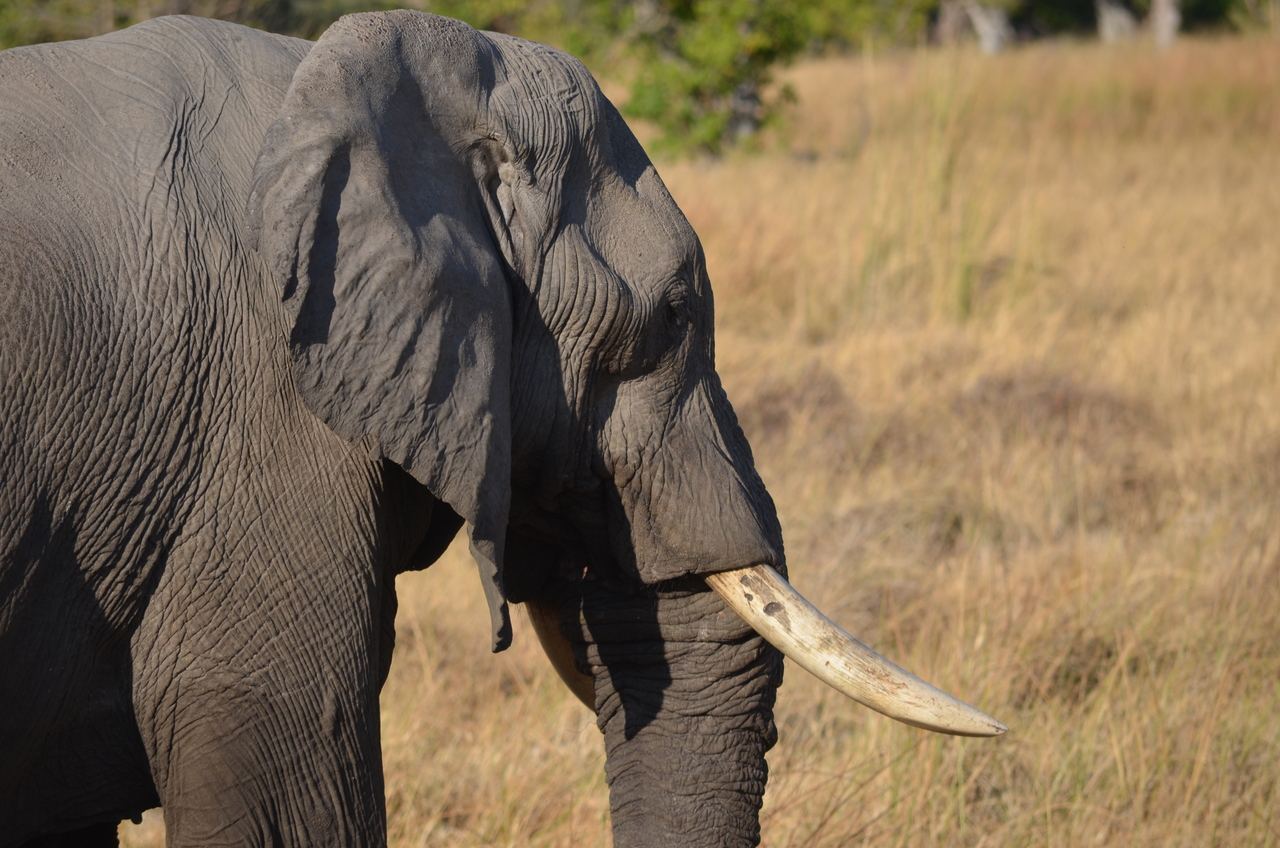 [22320] 2016_06_29_22_39_37_Africa_NIKON_D5100_IMG__00532.jpg
