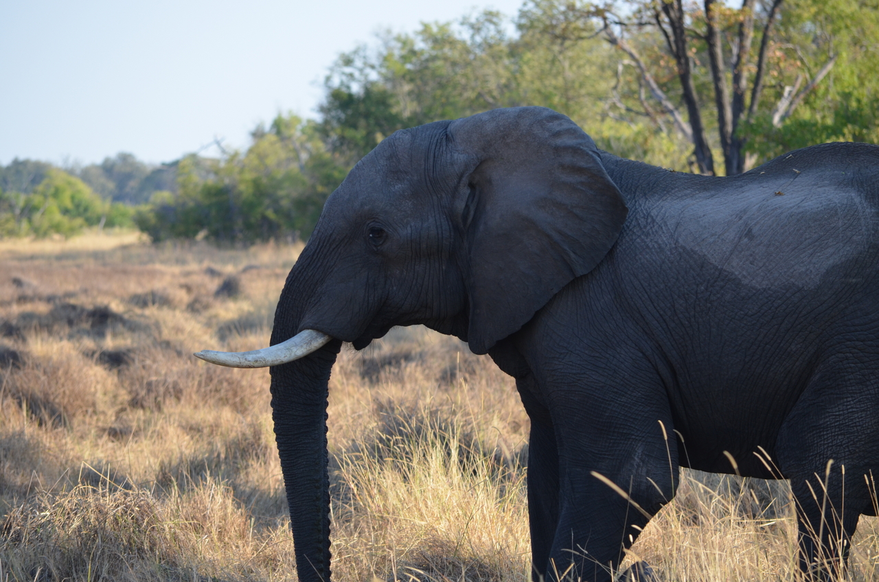 [22324] 2016_06_29_22_40_44_Africa_NIKON_D5100_IMG__00534.jpg