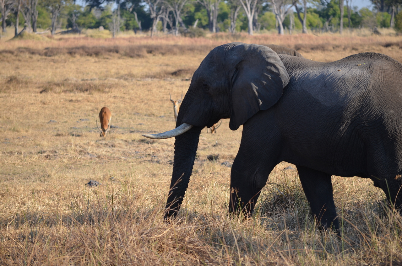 [22326] 2016_06_29_22_41_00_Africa_NIKON_D5100_IMG__00535.jpg