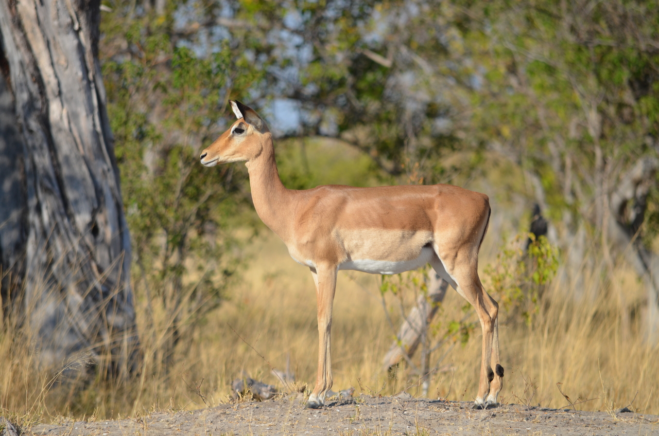 [22330] 2016_06_29_23_04_36_Africa_NIKON_D5100_IMG__00537.jpg