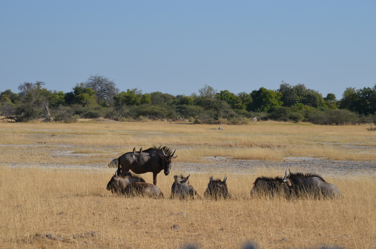[22336] 2016_06_29_23_34_17_Africa_NIKON_D5100_IMG__00540.jpg