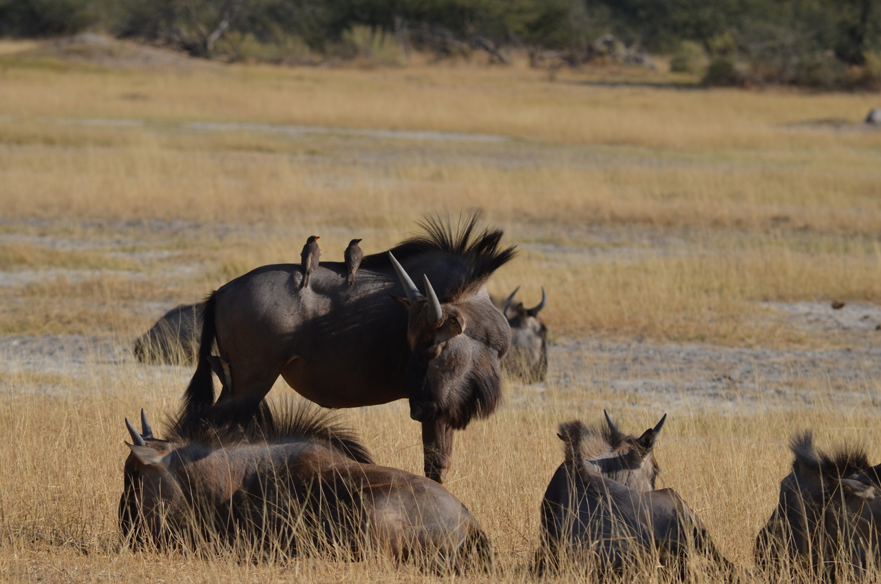 [22339] 2016_06_29_23_34_20_Africa_NIKON_D5100_IMG__05163.jpg