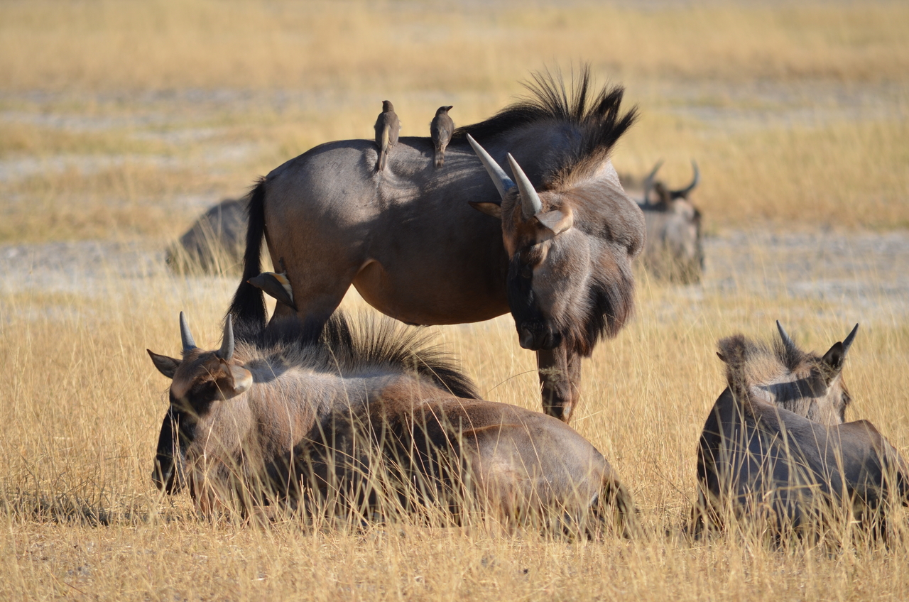 [22340] 2016_06_29_23_34_27_Africa_NIKON_D5100_IMG__00542.jpg