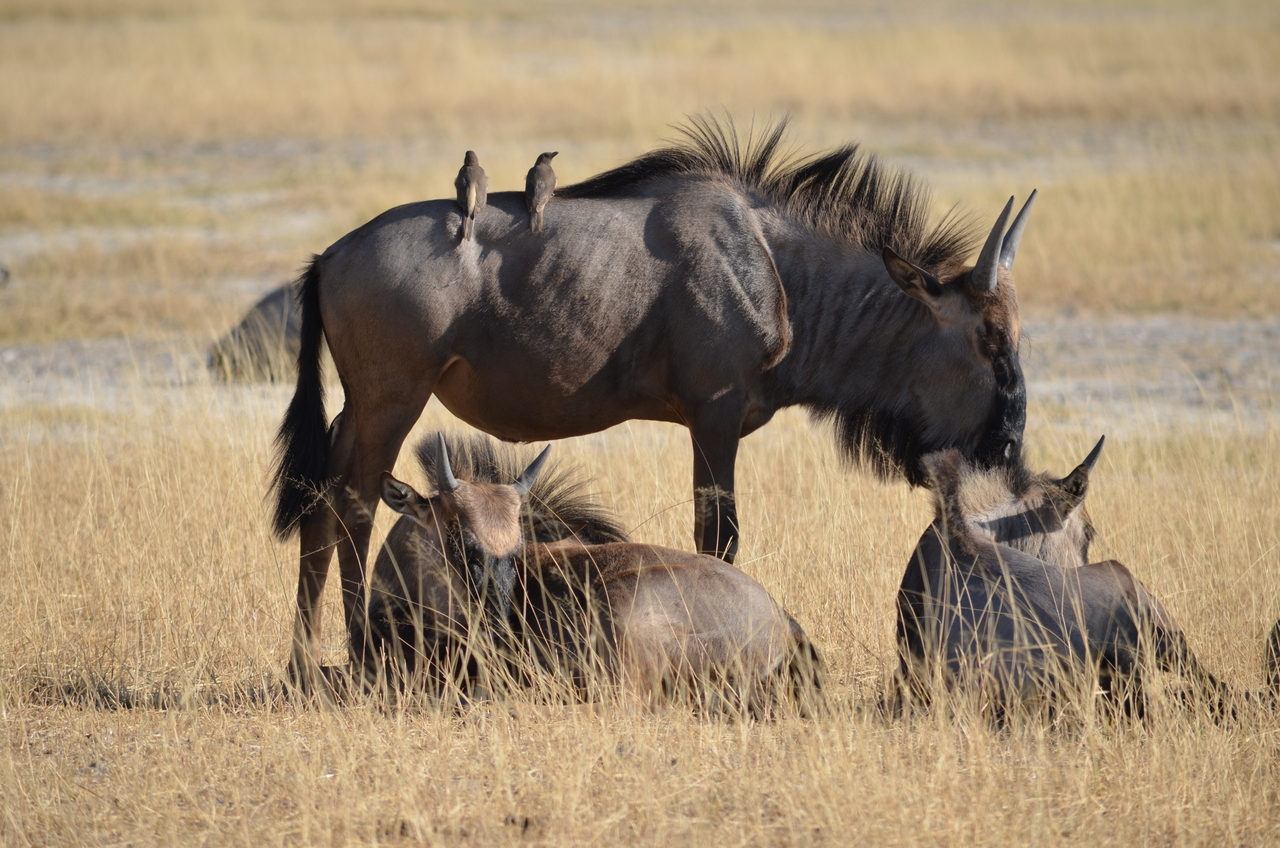 [22344] 2016_06_29_23_34_37_Africa_NIKON_D5100_IMG__00544.jpg
