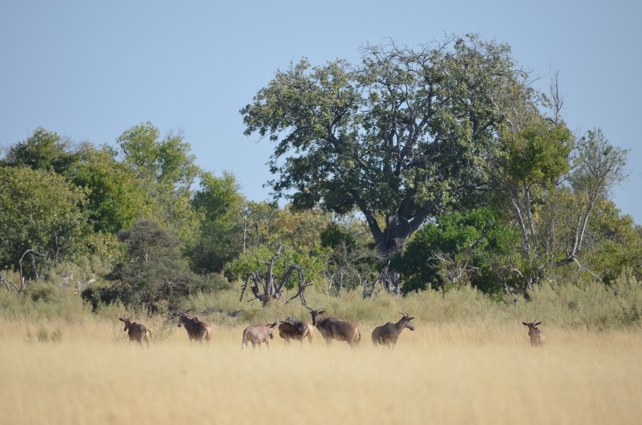[22358] 2016_06_29_23_52_08_Africa_NIKON_D5100_IMG__00551.jpg