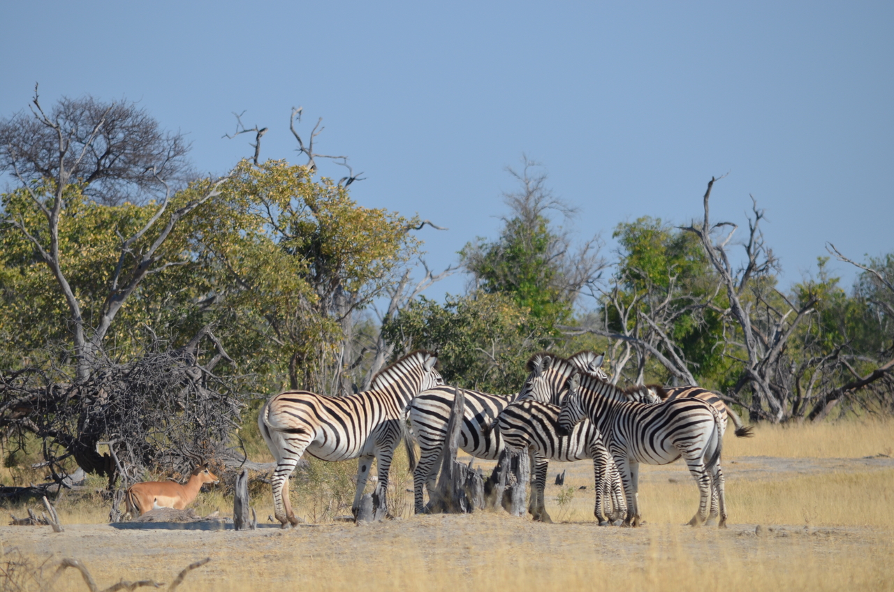[22365] 2016_06_29_23_54_24_Africa_NIKON_D5100_IMG__05176.jpg