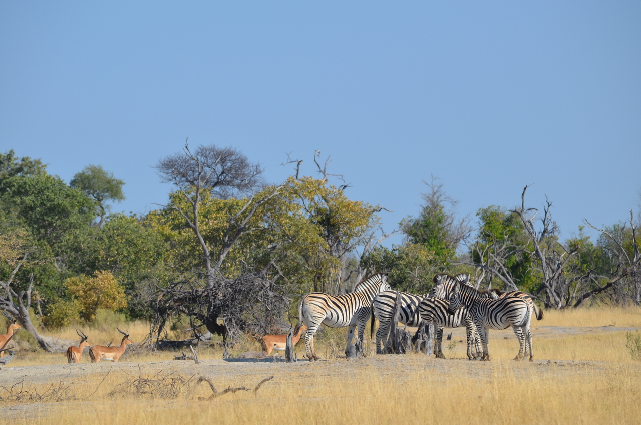 [22366] 2016_06_29_23_54_29_Africa_NIKON_D5100_IMG__00555.jpg