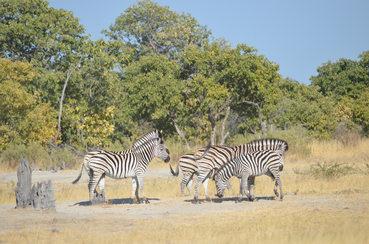 [22373] 2016_06_29_23_55_33_Africa_NIKON_D5100_IMG__05180.jpg
