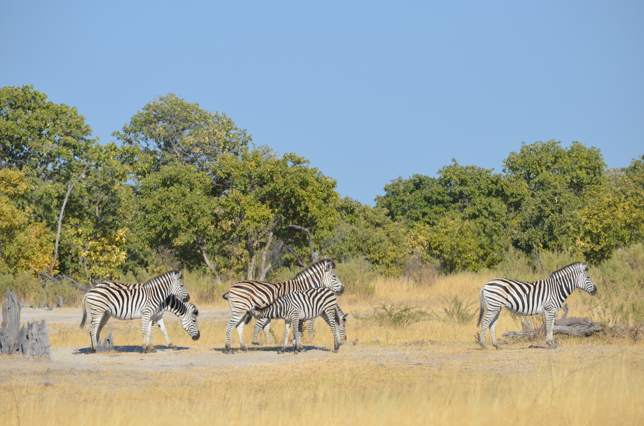 [22380] 2016_06_29_23_55_50_Africa_NIKON_D5100_IMG__00562.jpg