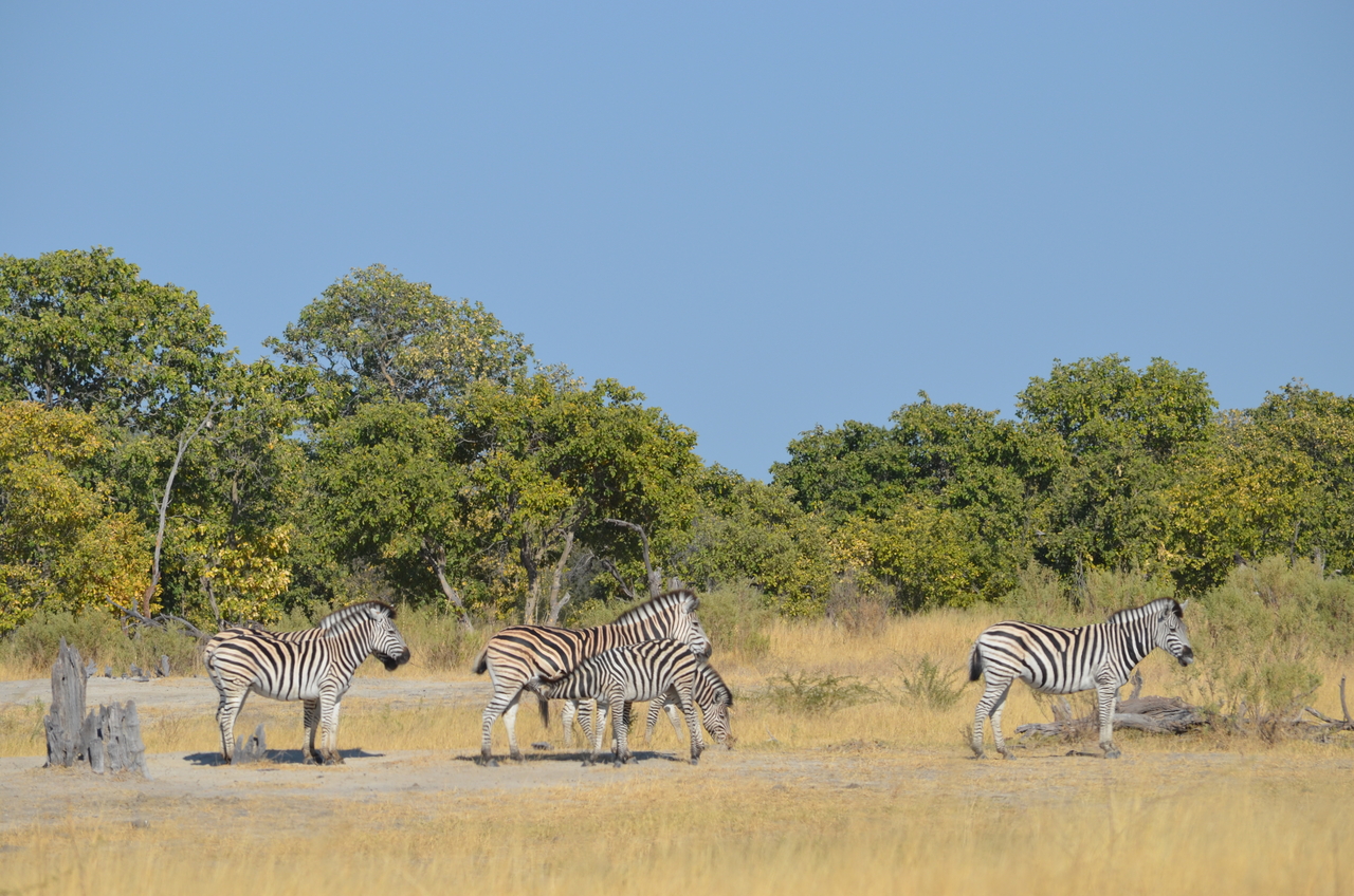 [22382] 2016_06_29_23_55_53_Africa_NIKON_D5100_IMG__00563.jpg