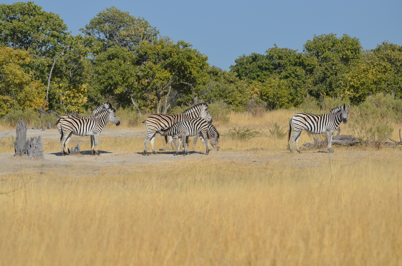 [22384] 2016_06_29_23_55_56_Africa_NIKON_D5100_IMG__00564.jpg