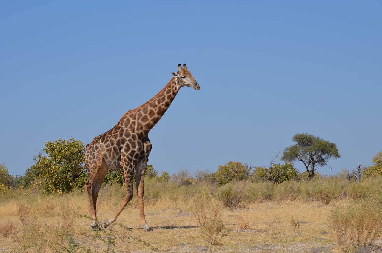 [22397] 2016_06_30_01_12_36_Africa_NIKON_D5100_IMG__05190.jpg