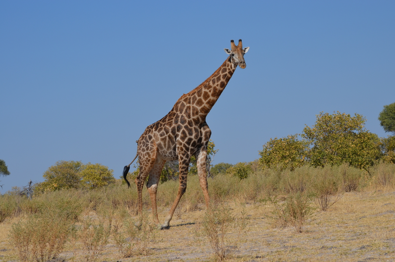 [22398] 2016_06_30_01_12_45_Africa_NIKON_D5100_IMG__00569.jpg