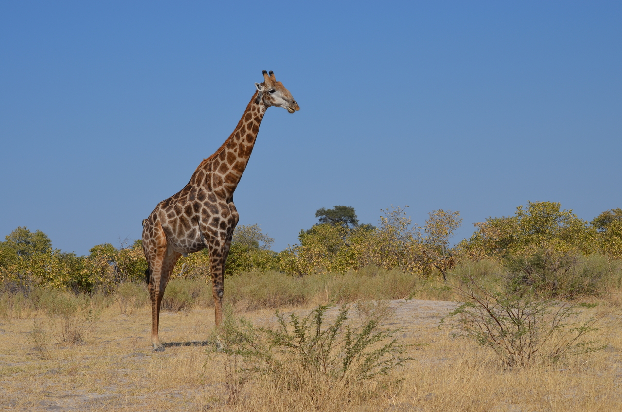 [22400] 2016_06_30_01_13_25_Africa_NIKON_D5100_IMG__00570.jpg