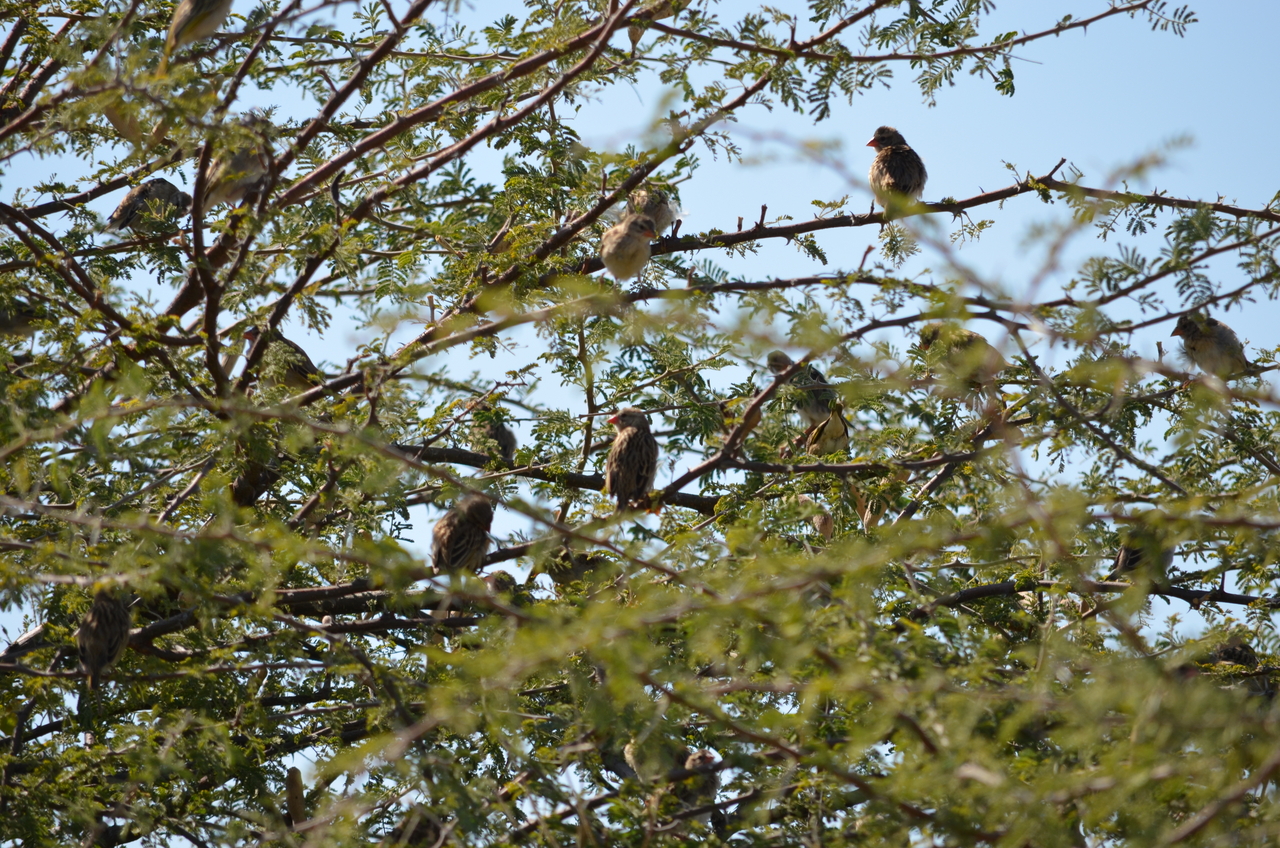[22405] 2016_06_30_01_18_16_Africa_NIKON_D5100_IMG__05194.jpg