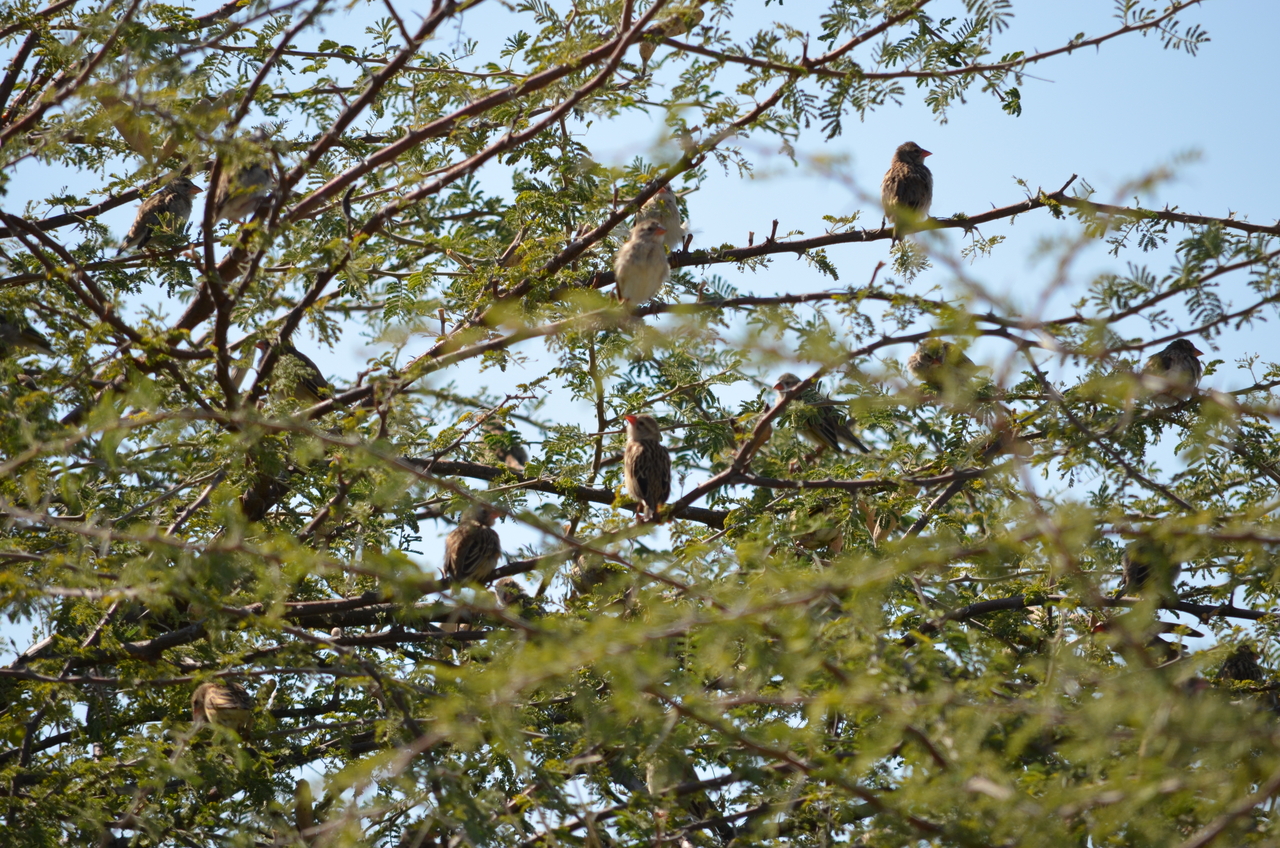 [22407] 2016_06_30_01_18_19_Africa_NIKON_D5100_IMG__05195.jpg