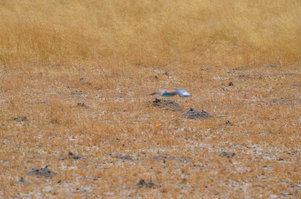 [22494] 2016_06_30_01_21_21_Africa_NIKON_D5100_IMG__00581.jpg