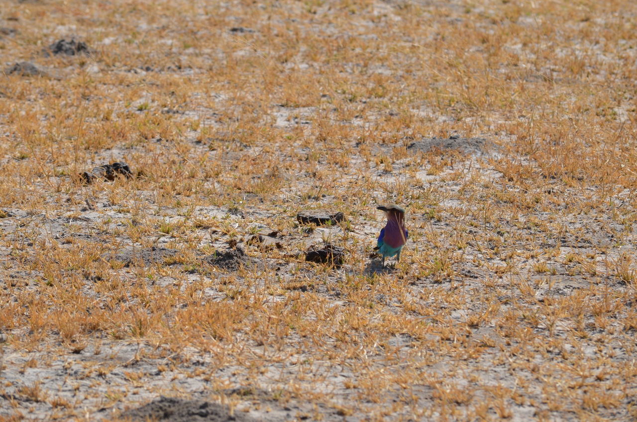 [22499] 2016_06_30_01_21_24_Africa_NIKON_D5100_IMG__05205.jpg