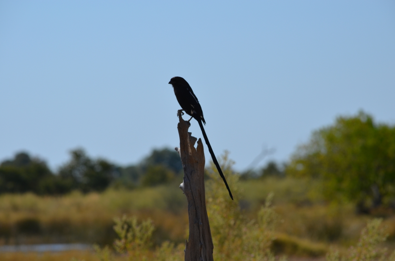[22573] 2016_06_30_01_31_55_Africa_NIKON_D5100_IMG__00586.jpg