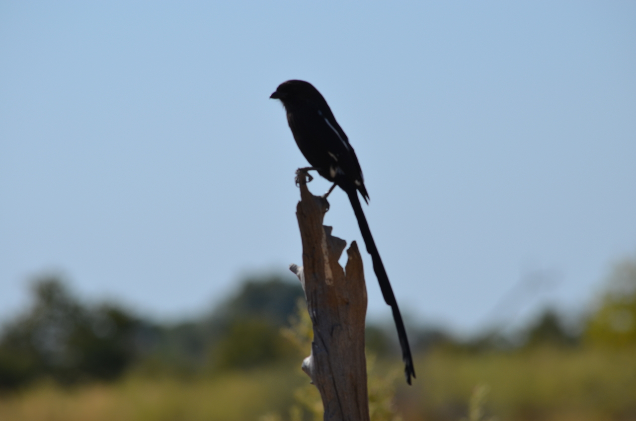 [22576] 2016_06_30_01_32_11_Africa_NIKON_D5100_IMG__05209.jpg