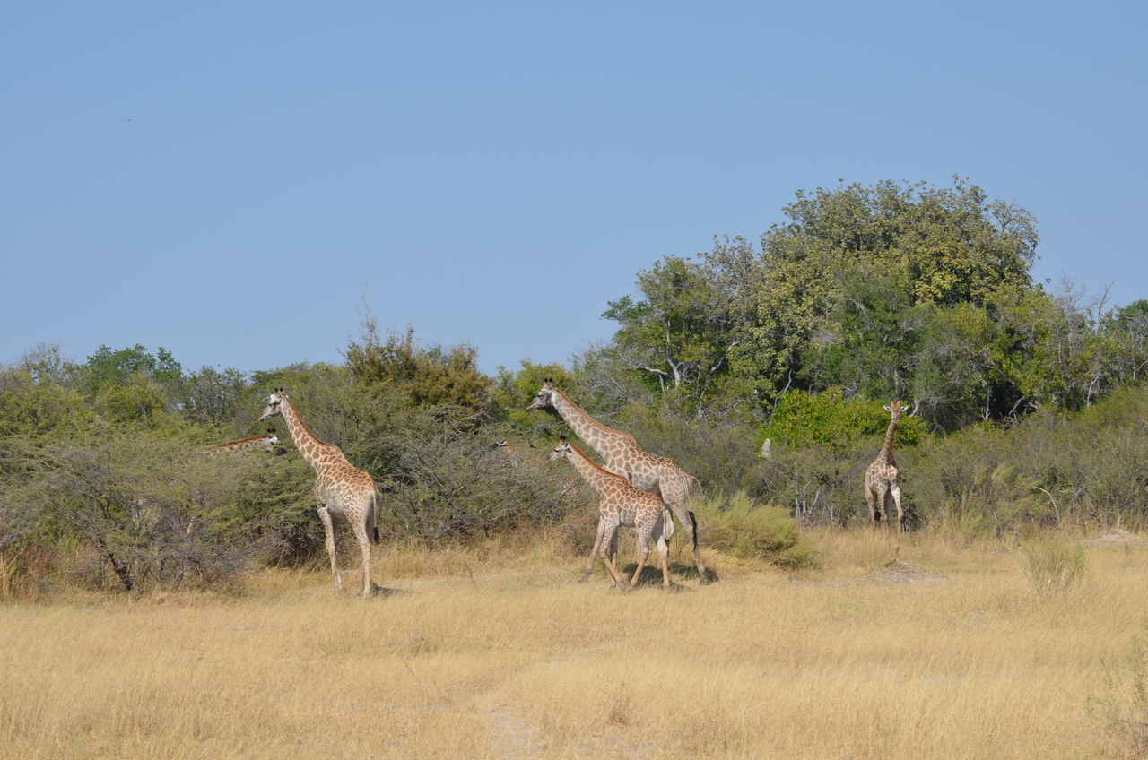 [22633] 2016_06_30_01_38_40_Africa_NIKON_D5100_IMG__00595.jpg
