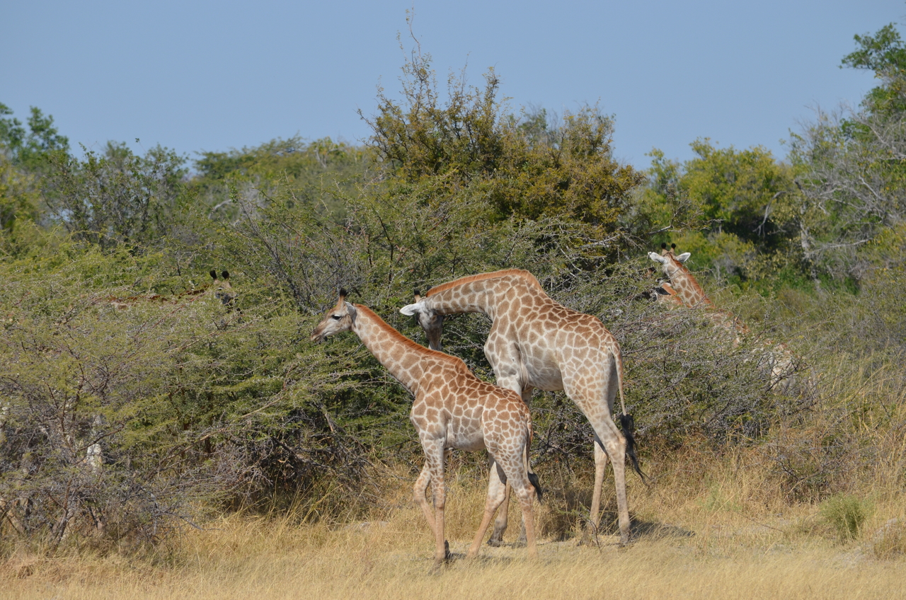 [22636] 2016_06_30_01_38_45_Africa_NIKON_D5100_IMG__05218.jpg