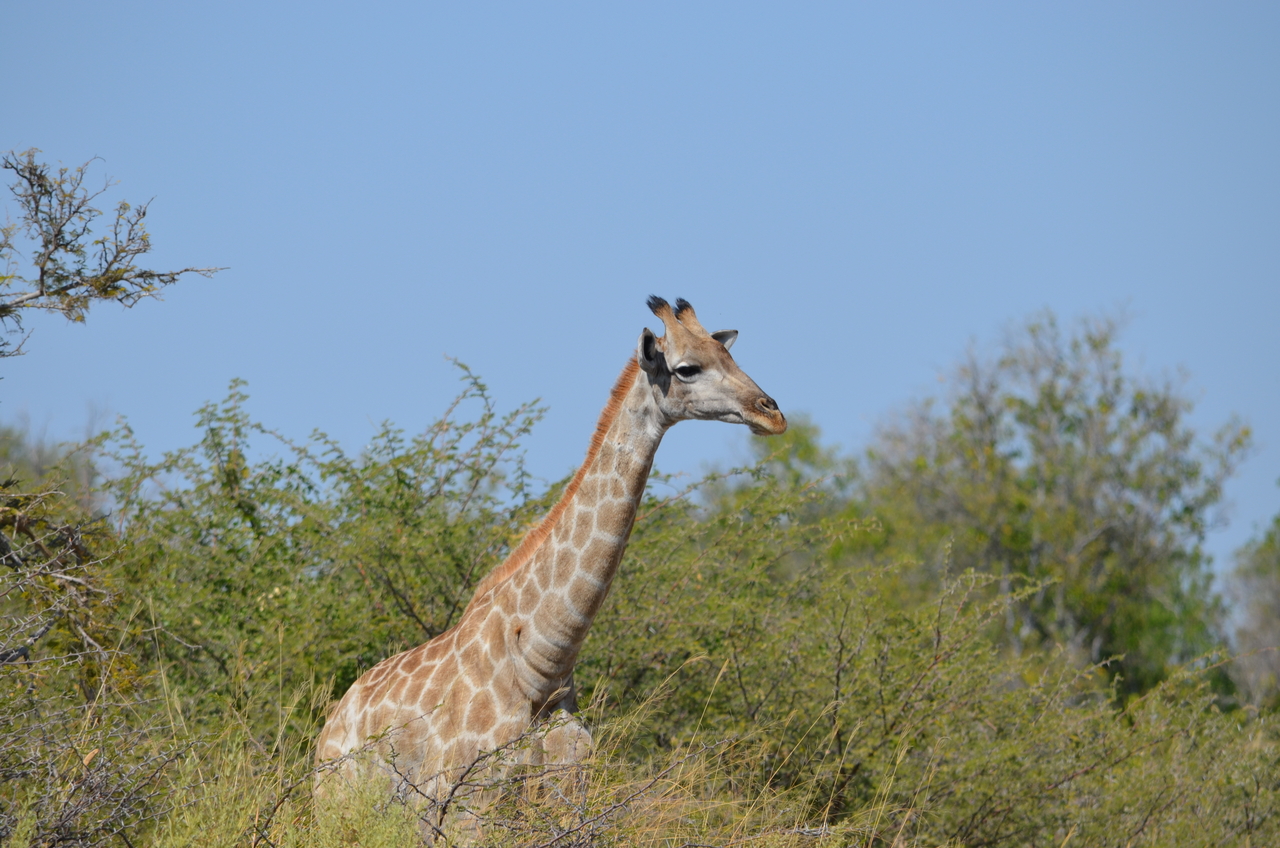 [22671] 2016_06_30_01_43_00_Africa_NIKON_D5100_IMG__05219.jpg