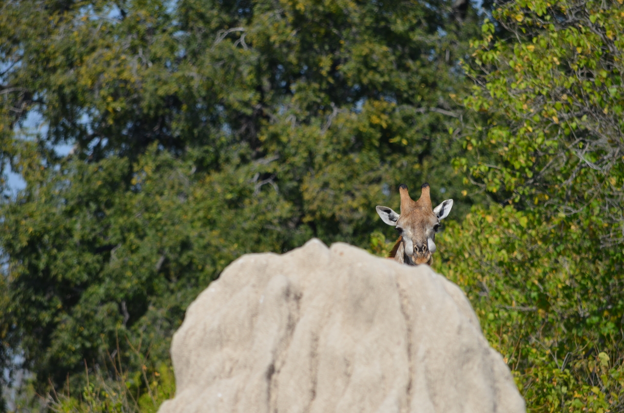 [22672] 2016_06_30_01_43_38_Africa_NIKON_D5100_IMG__00598.jpg
