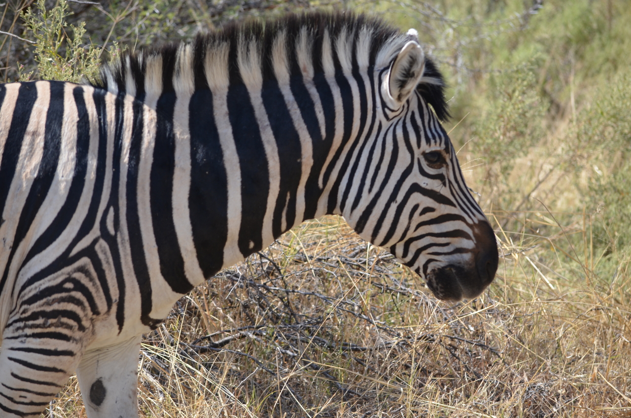 [22692] 2016_06_30_01_53_56_Africa_NIKON_D5100_IMG__00599.jpg