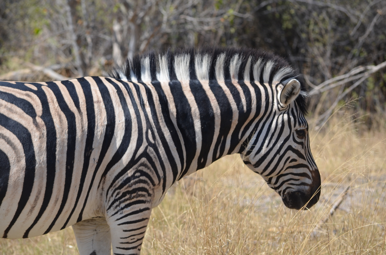 [22694] 2016_06_30_01_54_02_Africa_NIKON_D5100_IMG__00600.jpg