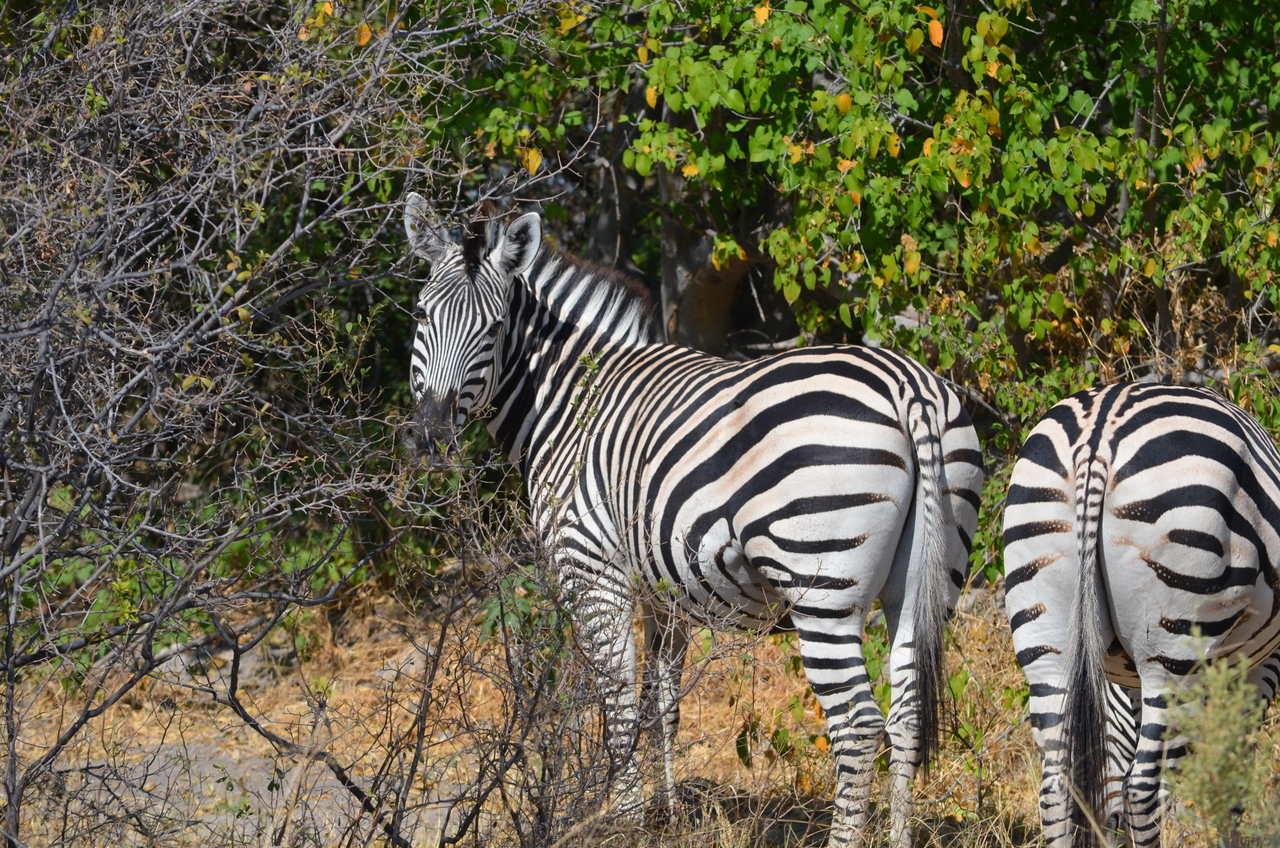 [22696] 2016_06_30_01_54_08_Africa_NIKON_D5100_IMG__00601.jpg