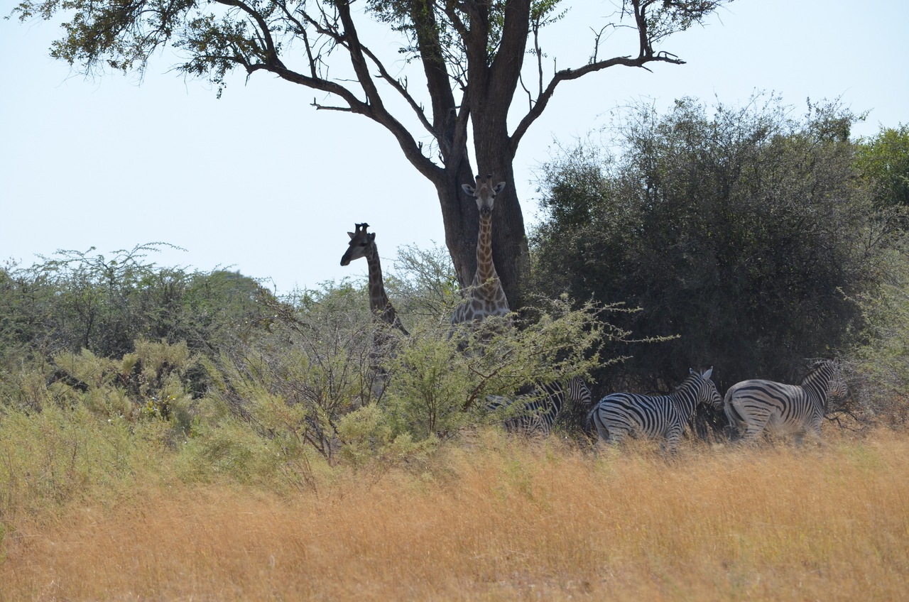 [22773] 2016_06_30_01_56_15_Africa_NIKON_D5100_IMG__05228.jpg
