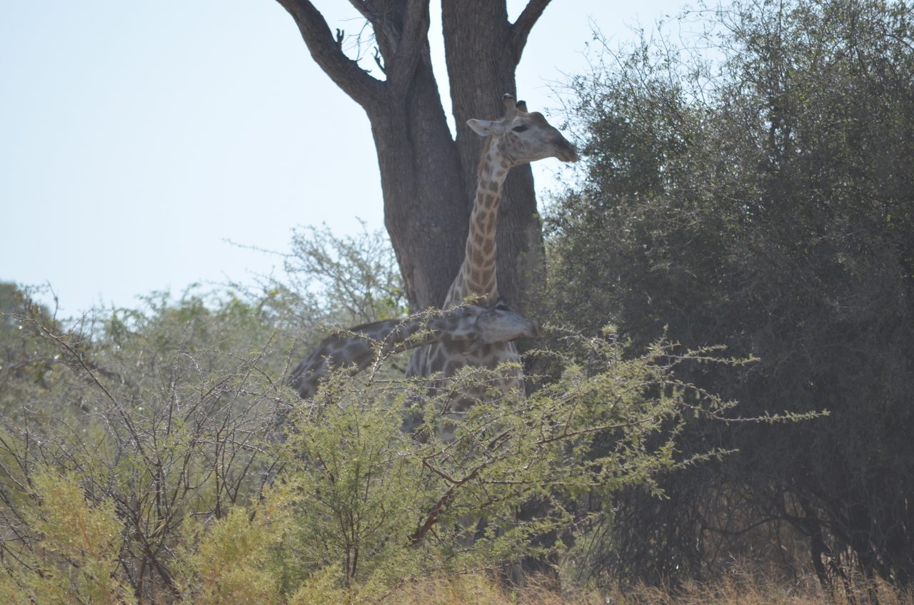[22779] 2016_06_30_01_56_37_Africa_NIKON_D5100_IMG__05231.jpg