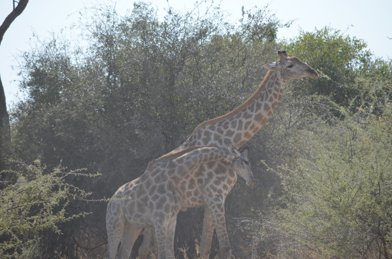 [22781] 2016_06_30_01_56_46_Africa_NIKON_D5100_IMG__05232.jpg