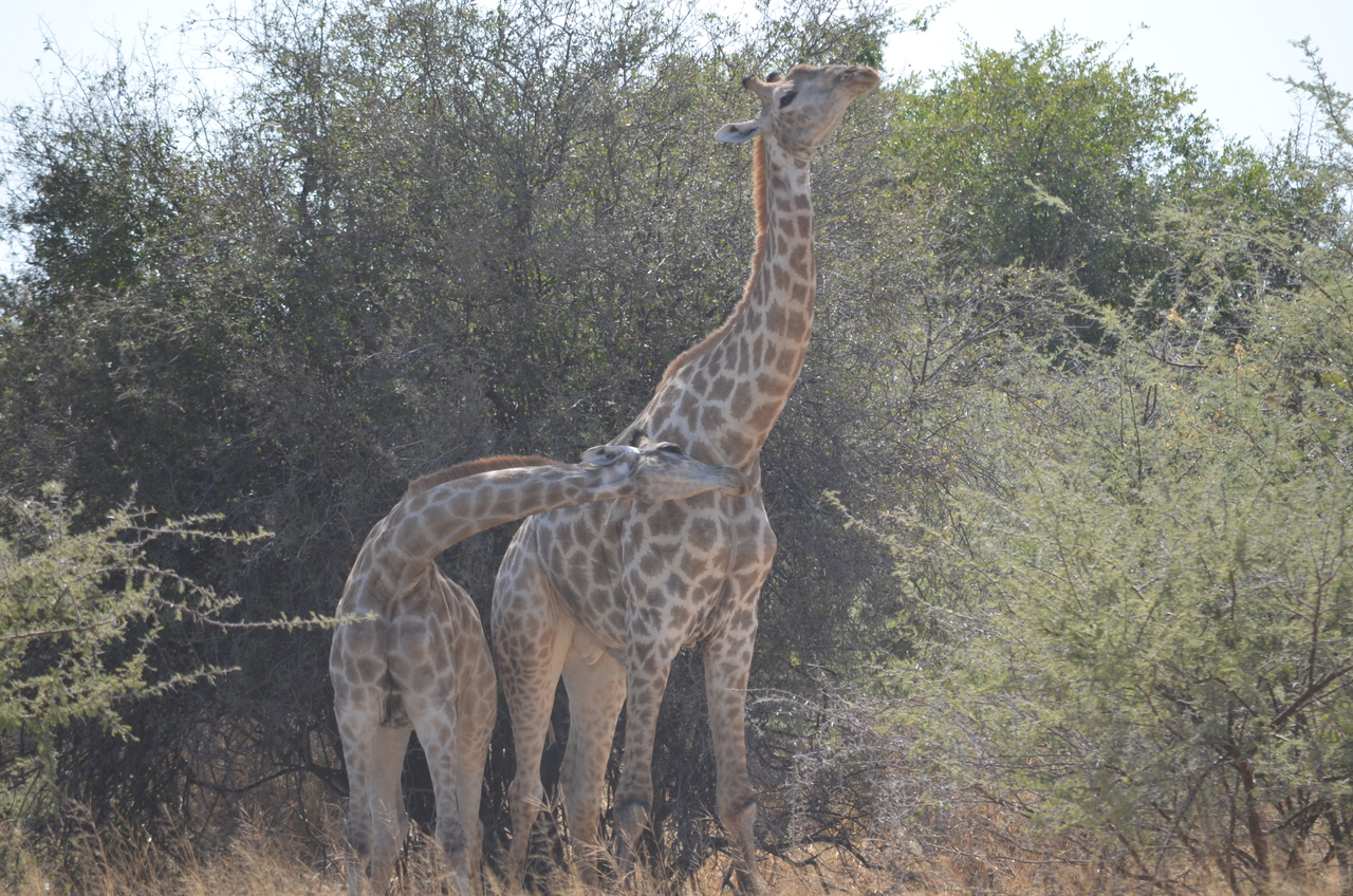 [22784] 2016_06_30_01_56_58_Africa_NIKON_D5100_IMG__00612.jpg