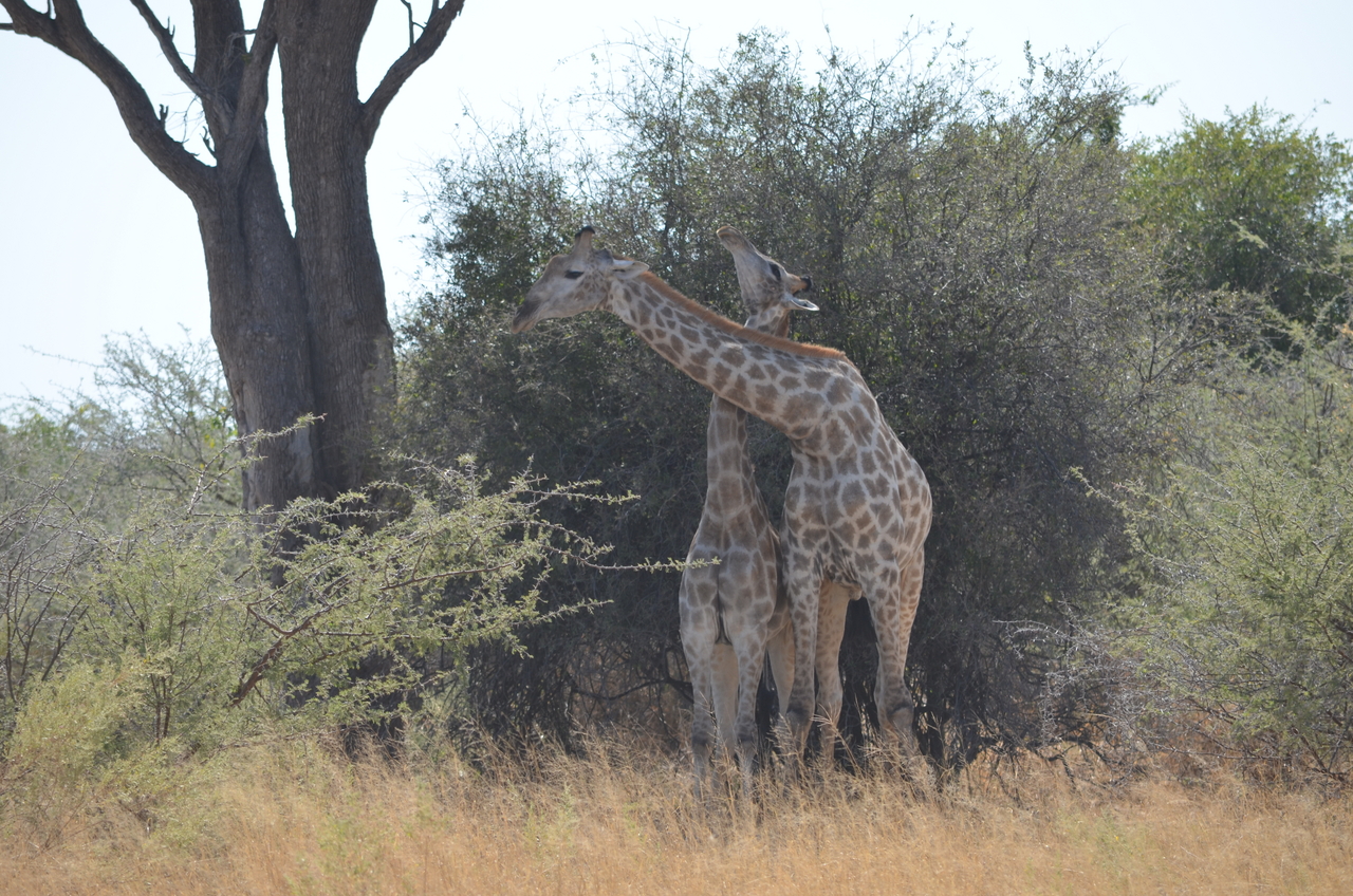 [22786] 2016_06_30_01_57_06_Africa_NIKON_D5100_IMG__00613.jpg