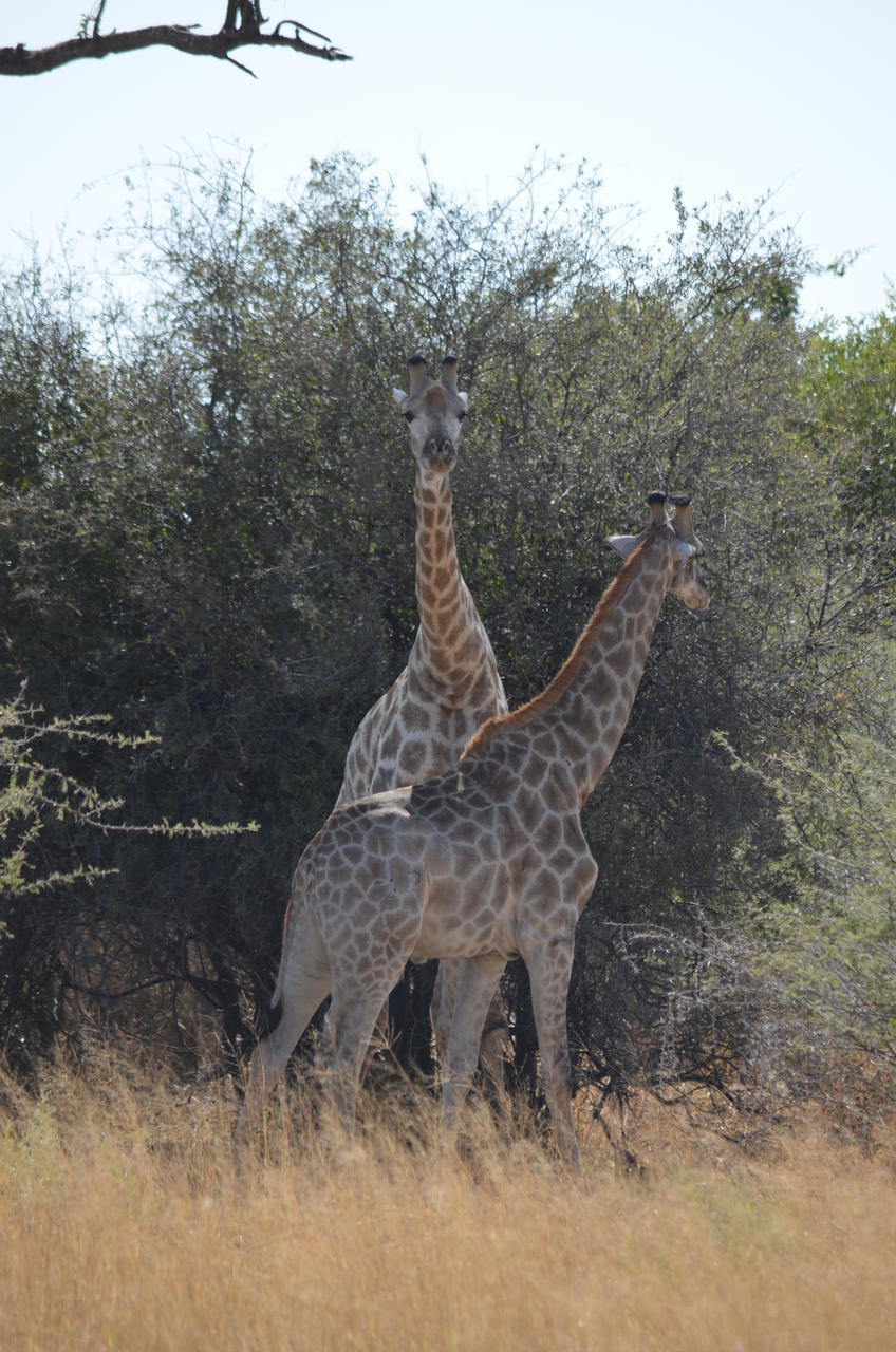 [22800] 2016_06_30_01_58_08_Africa_NIKON_D5100_IMG__00617.jpg