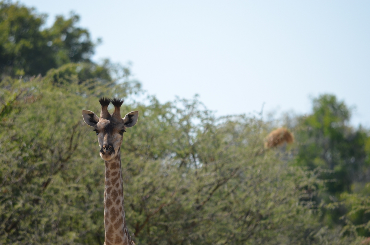 [22804] 2016_06_30_02_01_56_Africa_NIKON_D5100_IMG__00619.jpg