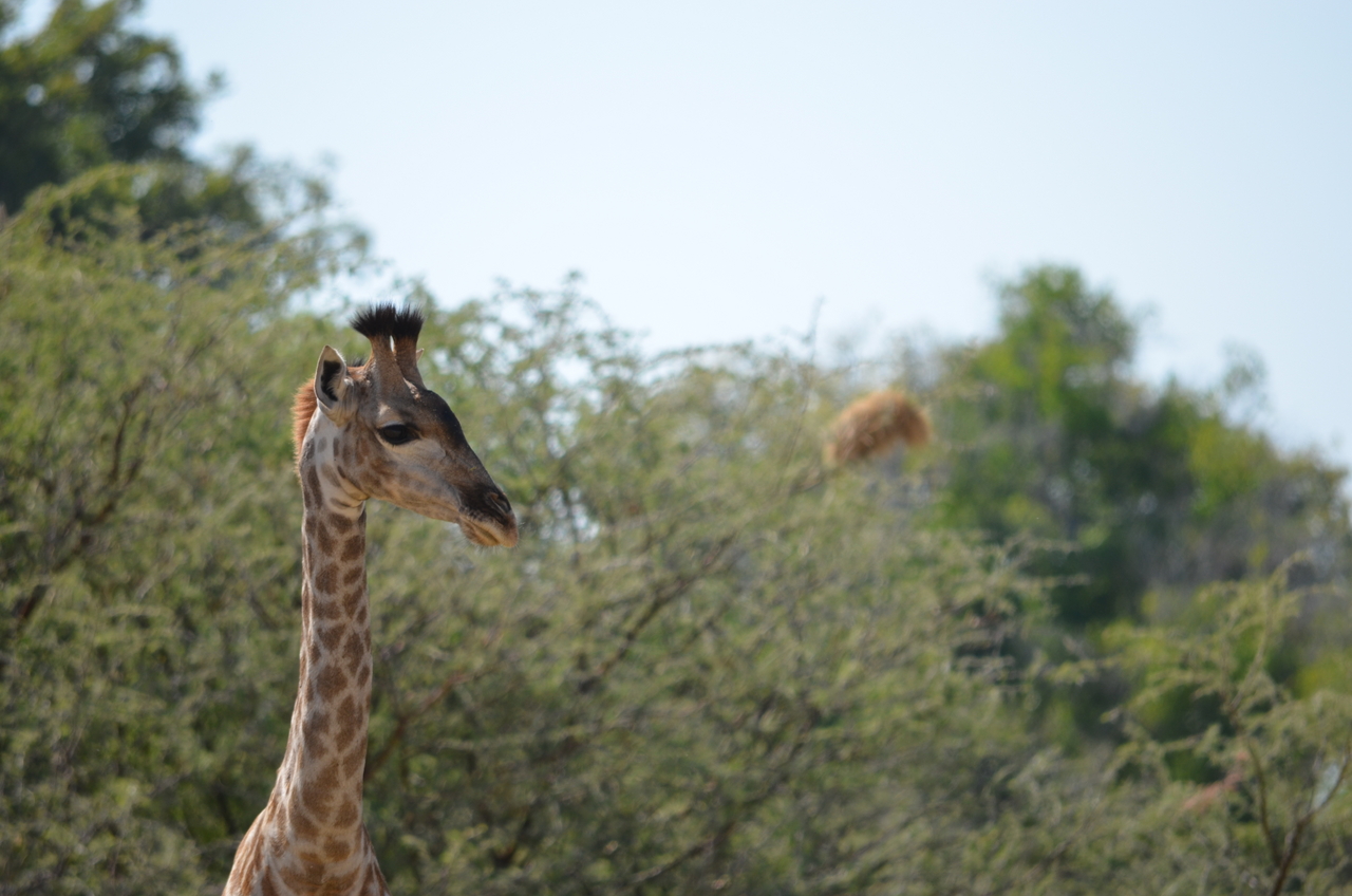 [22806] 2016_06_30_02_01_59_Africa_NIKON_D5100_IMG__00620.jpg