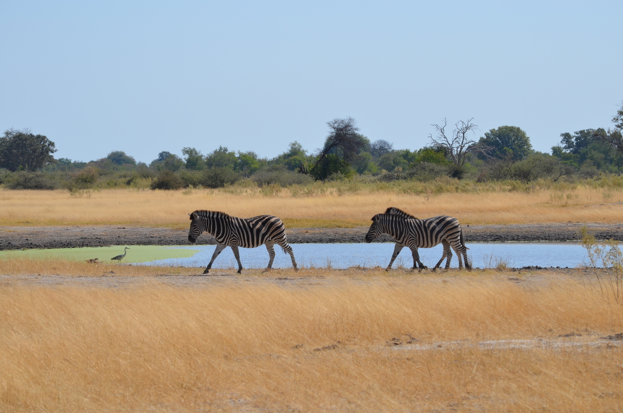 [22982] 2016_06_30_02_14_45_Africa_NIKON_D5100_IMG__05244.jpg