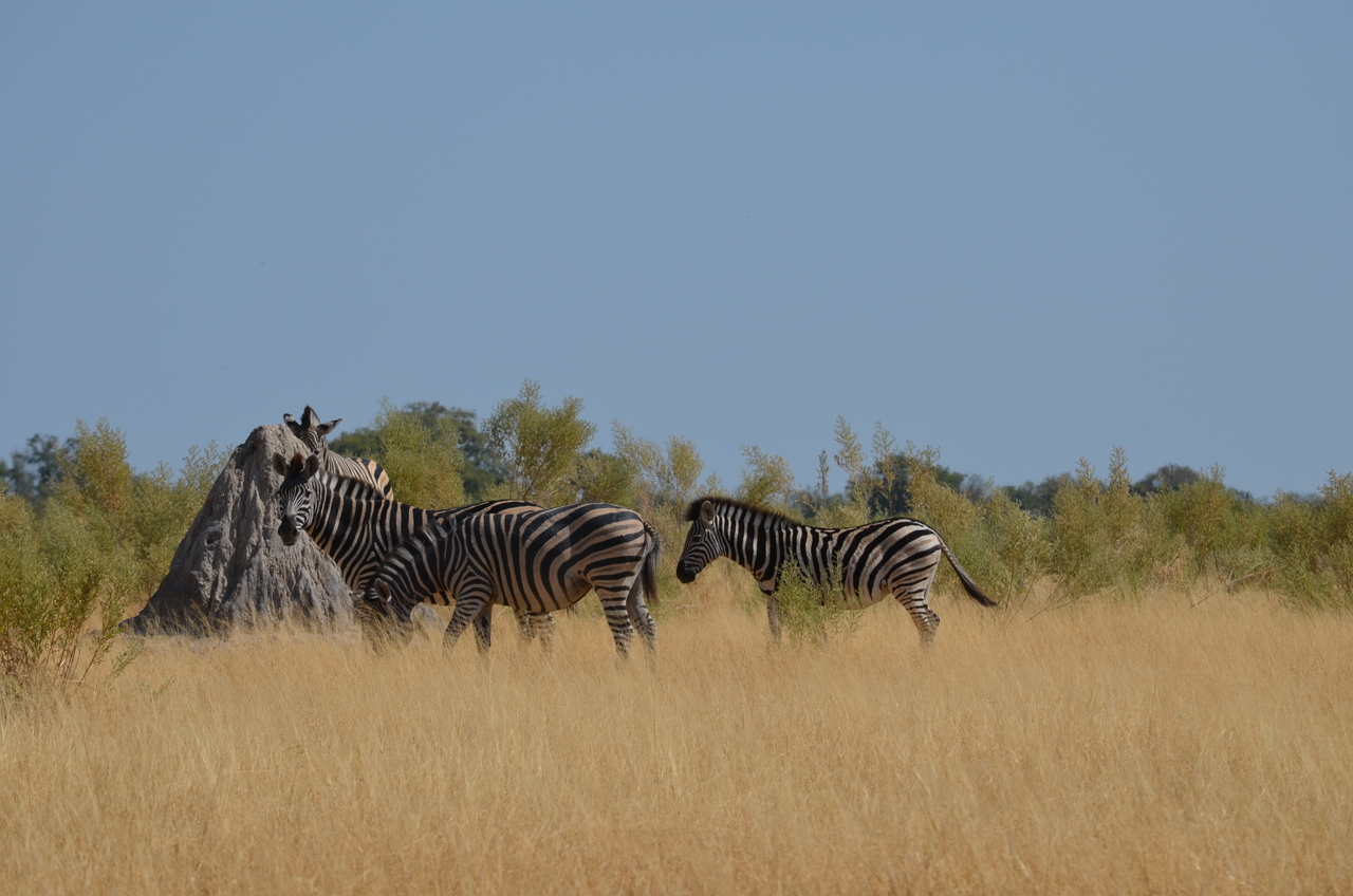 [22999] 2016_06_30_02_15_37_Africa_NIKON_D5100_IMG__00631.jpg